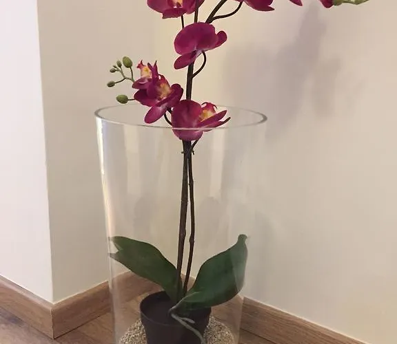 科隆城市公寓 科隆